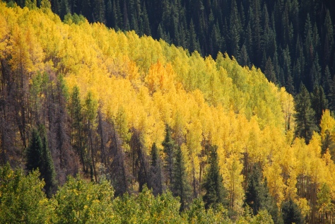 Magnificent Fall Foliage in Vail, CO [September 2012]